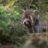 renardeaux Dsc 6622