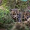 renardeaux Dsc 6632