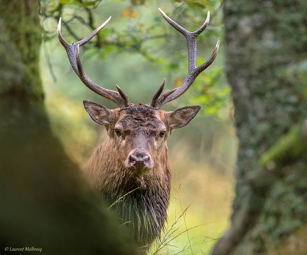 cerf DSC_6677-Panorama