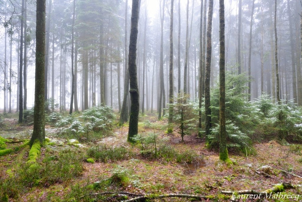 foret dans la brume