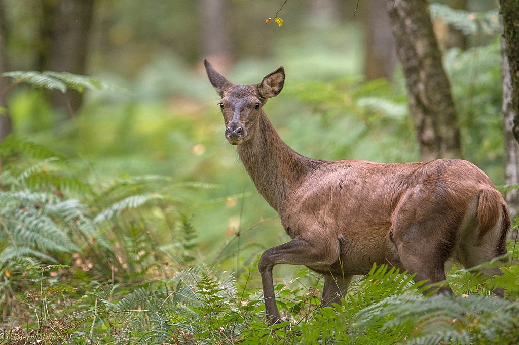 biche DSC_6691