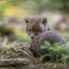 renardeaux Dsc 6761