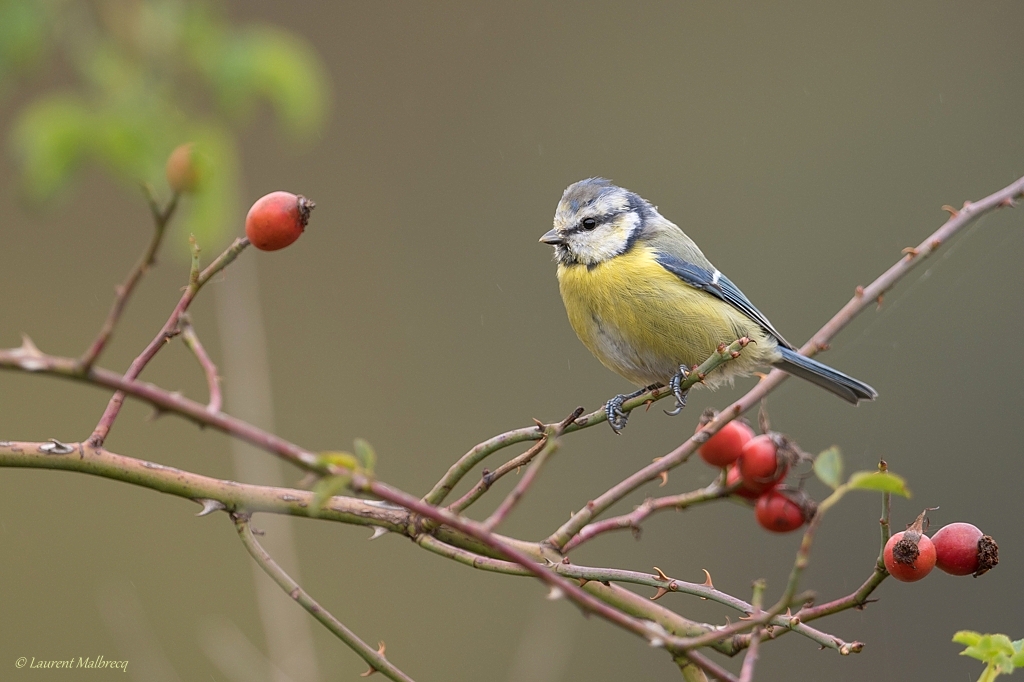 mesange bleue DSC_6892