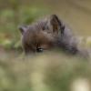 renardeaux Dsc 6978