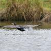 cormoran a l'envol