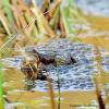 grenouilles sur ses oeufs