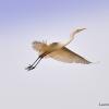 grande aigrette en vol