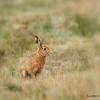 lievre en plaine 1