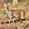 chevreuil en sous bois debut avril