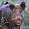 sanglier debut avril 3