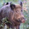 sanglier debut avril 1