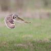 Dsc 8151 dxo