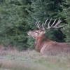 cerf DSC_8161