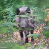 sanglier a l'affut