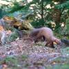 martre en sous bois 2