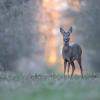 chevreuil DSC_8369