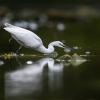 aigrette garzette Dsc 8923