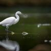aigrette garzette Dsc 8933