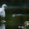 aigrette garzette Dsc 8942