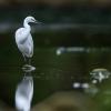 aigrette garzette Dsc 8944