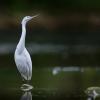 aigrette garzette Dsc 8948