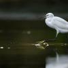 aigrette garzette Dsc 8973