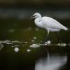 aigrette garzette Dsc 8977