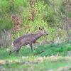 chevreuil en lisière de foret 2