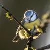 mésange bleue DSC_9040