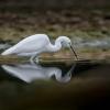 aigrette garzette Dsc 9117
