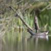 poule d'eau Dsc 9132
