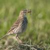 pipit Dsc 9175