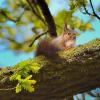 ecureuil roux en mai 2