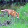 renard qui chasse