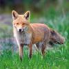 renard en clairiere debut mai DSC_9350