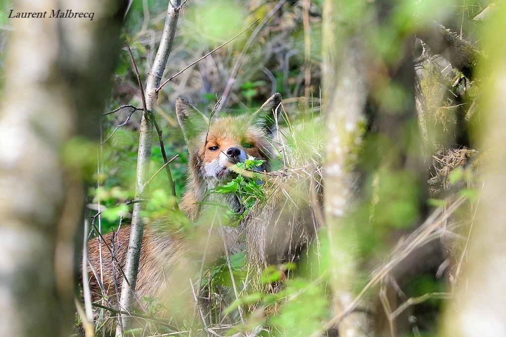 renard caché dans les buissons