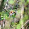 renard caché dans les buissons