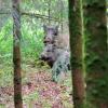 sanglier en foret