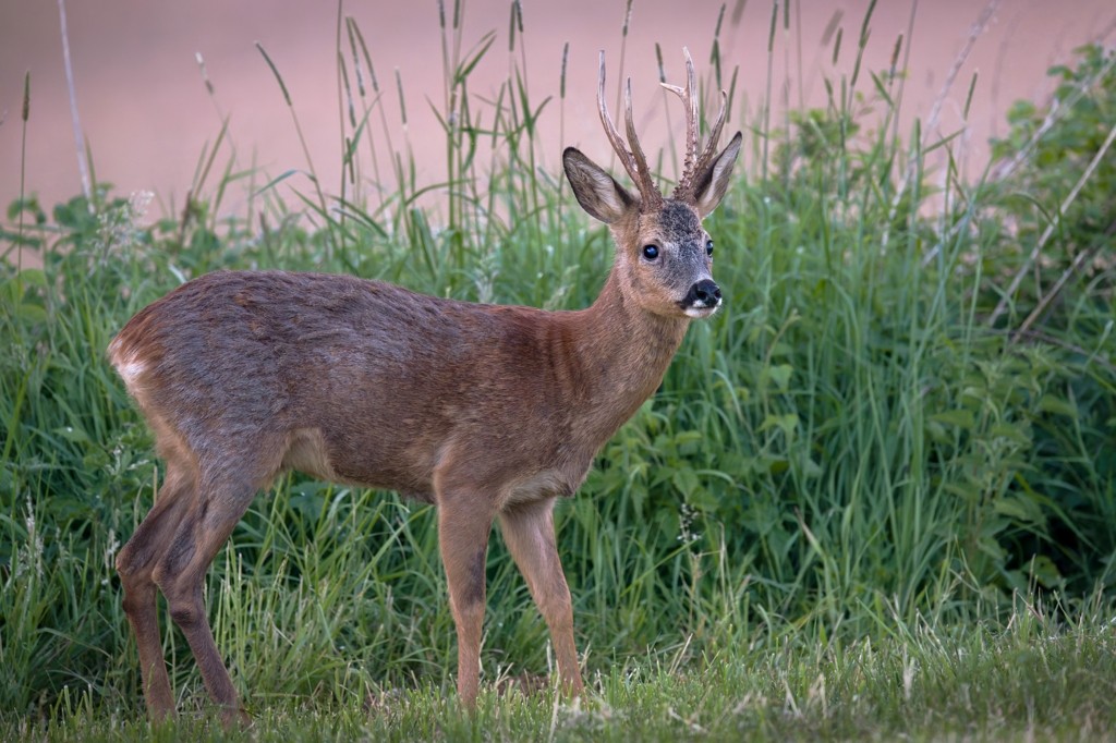 Dsc 9434 dxo