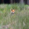 renard dans les hautes herbes 