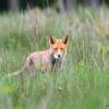 le renard et la tartine mais ou a t'il été chercher ca !