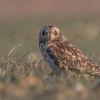 Hibou des marais DX5_0017