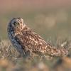 Hibou des marais DX5_0021