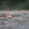 renard a la tombée du soir DX5_0120