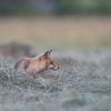 renard a la tombée du soir DX5_0123