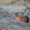 renard a la tombée du soir DX5_0128