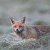 renard a la tombée du soir DX5_0133