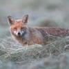 renard a la tombée du soir DX5_0135