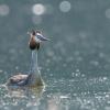grèbe huppé DX5_0190