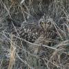 Hibou des marais DX5_0191
